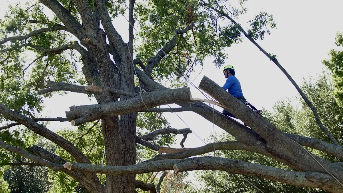 Professional Hazardous Tree Removal performed by certified arborists in Harbor Springs