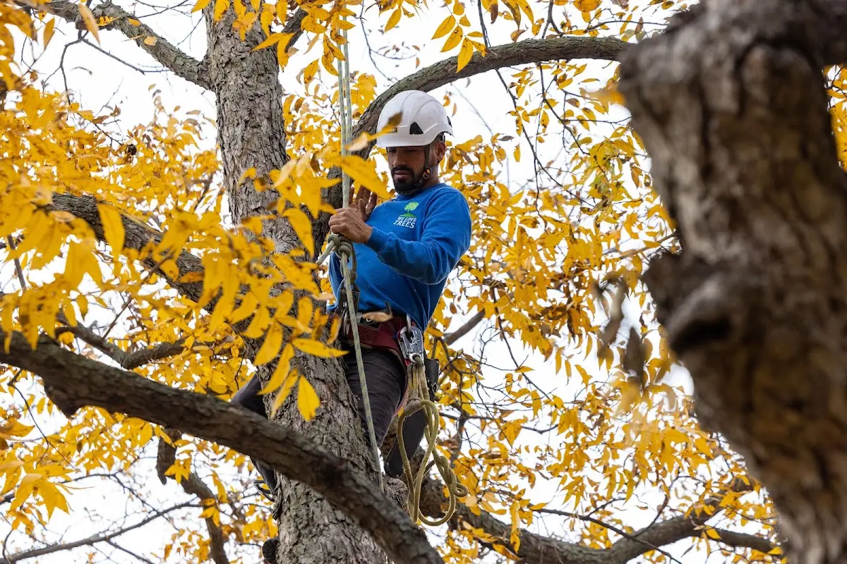 Skilled Tree Transplanting crew working in Harbor Springs